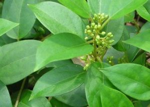 サラシアって何もの